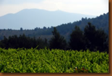 Ventoux depuis Caromb