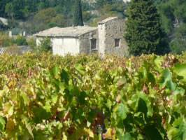 vignoble et cabanons